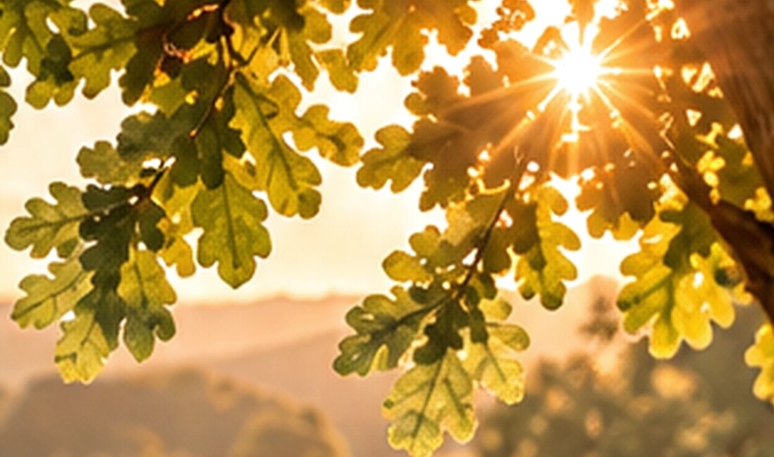Feuilles de chêne baignées de lumière, évocation d’un moment calme à distance